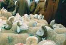 Algérie : les combats des béliers font des émules