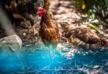 Un élevage de poulets