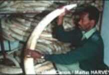 La génétique prend la défense des éléphants La génétique prend la défense des éléphants