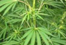 Maroc : la culture du cannabis perd du terrain Maroc : la culture du cannabis perd du terrain