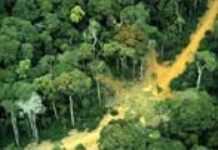 La forêt congolaise, enjeu économique et financier La forêt congolaise, enjeu économique et financier