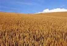 Campagne agricole au Maroc : le désastre !