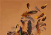 « Africare », au plus près des blessures du Congo « Africare », au plus près des blessures du Congo