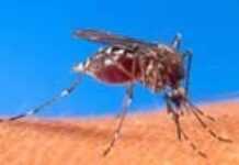 49 nouveaux cas suspects de Chikungunya au Gabon 49 nouveaux cas suspects de Chikungunya au Gabon