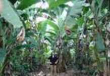 Les Antilles empoisonnées : qui sont les responsables ? Les Antilles empoisonnées : qui sont les responsables ?