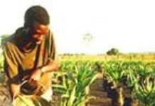 Une production agricole pour se nourrir ou rouler en voiture ?