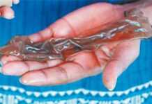 Les préservatifs au café séduisent l’Ethiopie Le préservatif au café hors emballage