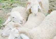 Le mouton otage de la spéculation pendant l’Aïd Le mouton otage de la spéculation pendant l’Aïd