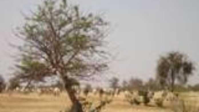 Troupeau dans la savane du Ferlo au Sénégal Troupeau dans la savane du Ferlo au Sénégal