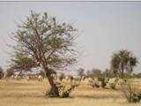 Troupeau dans la savane du Ferlo au Sénégal Troupeau dans la savane du Ferlo au Sénégal