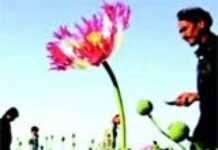 Algérie : Adrar, la Californie de l’opium