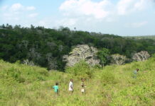 Forêts sacrées de kayas des Mijikenda (Kenya)