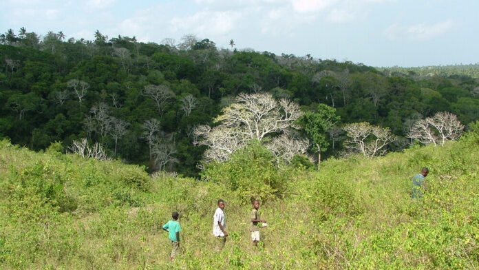 Forêts sacrées de kayas des Mijikenda (Kenya)