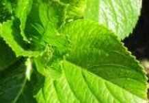 Une étude prévoit la création de millions d’emplois « verts » Une étude prévoit la création de millions d’emplois « verts »