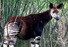 RDC : La réserve à Okapis d’Ituri mise en danger par une exploitation minière