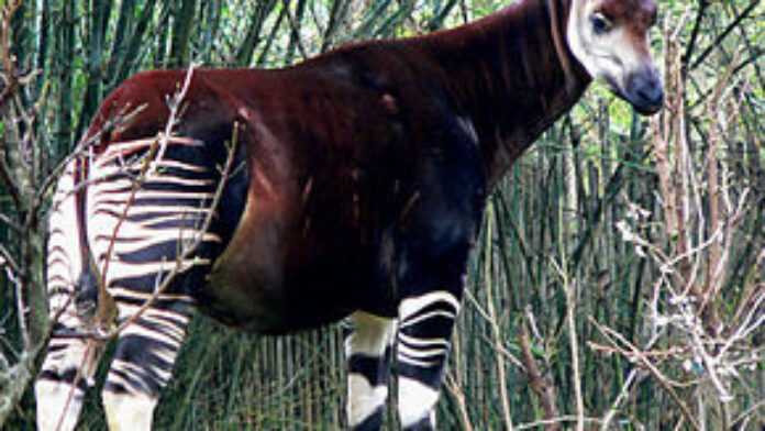 Okapi