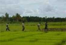 L’Afrique face au défi de la relance agricole L’Afrique face au défi de la relance agricole