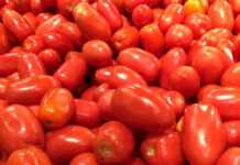 Tomates