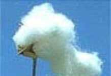 Afrique de l’Ouest, le coton bio peut-il sauver l’industrie ? Afrique de l’Ouest, le coton bio peut-il sauver l’industrie ?