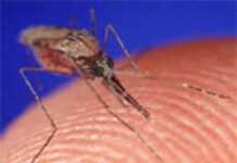 Des cuillerées de sucre pour sauver les patients du paludisme Des cuillerées de sucre pour sauver les patients du paludisme