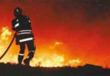 Incendies de forêt en Algérie : une catastrophe écologique Incendies de forêt en Algérie : une catastrophe écologique