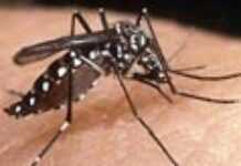 Le Cap Vert confronté à sa première épidémie de dengue Le Cap Vert confronté à sa première épidémie de dengue