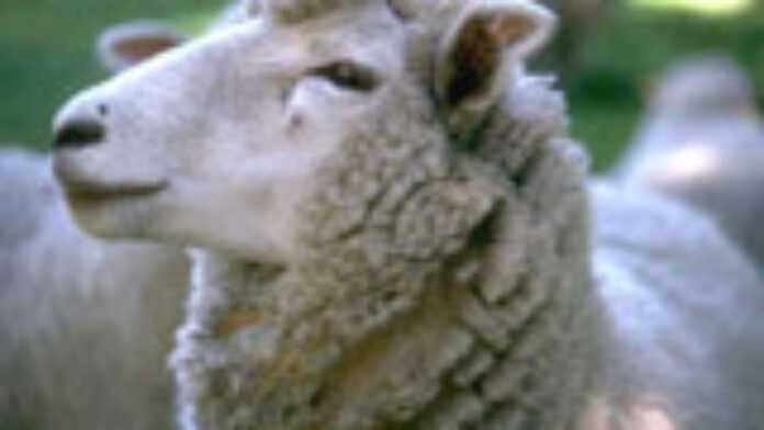 mouton1.jpg