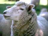 mouton1.jpg mouton1.jpg