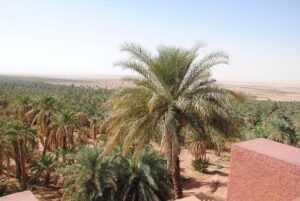 L'oasis de Timimoun et le Gourara