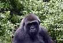 RDC : les gorilles sauvés par un iPhone ?