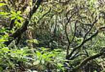 A Madagascar, politique et protection de l’environnement ne font pas bon ménage