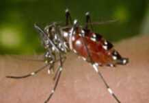 La dengue fait des ravages aux Antilles b87320a0f753dc98ede0d41edb32bd861228639613.jpg