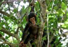 Les chimpanzés plus malins que les chasseurs Les chimpanzés plus malins que les chasseurs