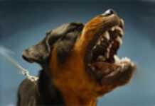 Première journée mondiale contre la rage célébrée au Togo Première journée mondiale contre la rage célébrée au Togo