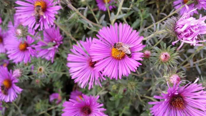 Une abeille butine une fleur Une abeille butine une fleur