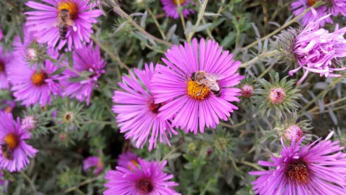 Une abeille butine une fleur