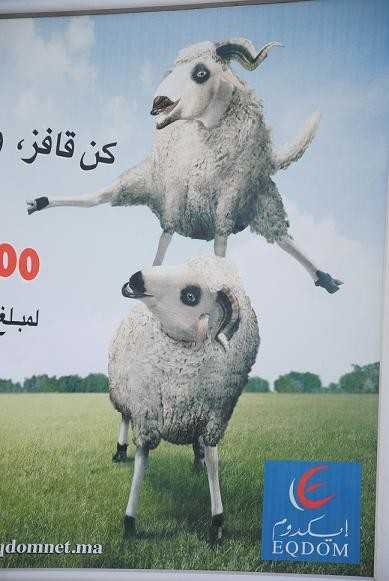 mouton_Illustration.jpg mouton_Illustration.jpg