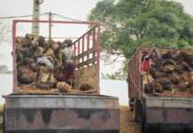 Huile de palme au Cameroun : Bolloré poursuivi par les ONG dans une action juridique sans précédent Ouvriers