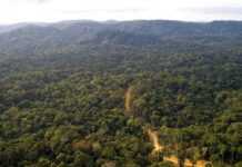La France va débourser plus de 10 millions d’euros pour la protection de la forêt gabonaise