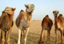 Algérie : attention, chameaux en danger