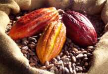 Côte d’Ivoire: les producteurs de cacao en colère Côte d’Ivoire: les producteurs de cacao en colère