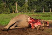 Gabon : une batterie de mesures contre le braconnage