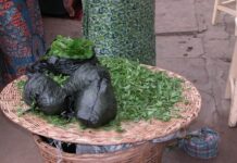 Adémé, les petites feuilles vertes du Togo Adémé, les petites feuilles vertes du Togo