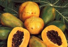 Chutney de papaye Chutney de papaye