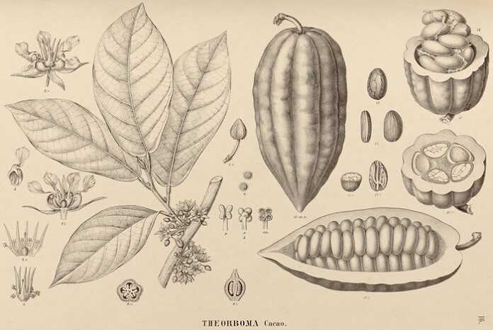 Cacaoyer,_famille_des_Malvaceae_