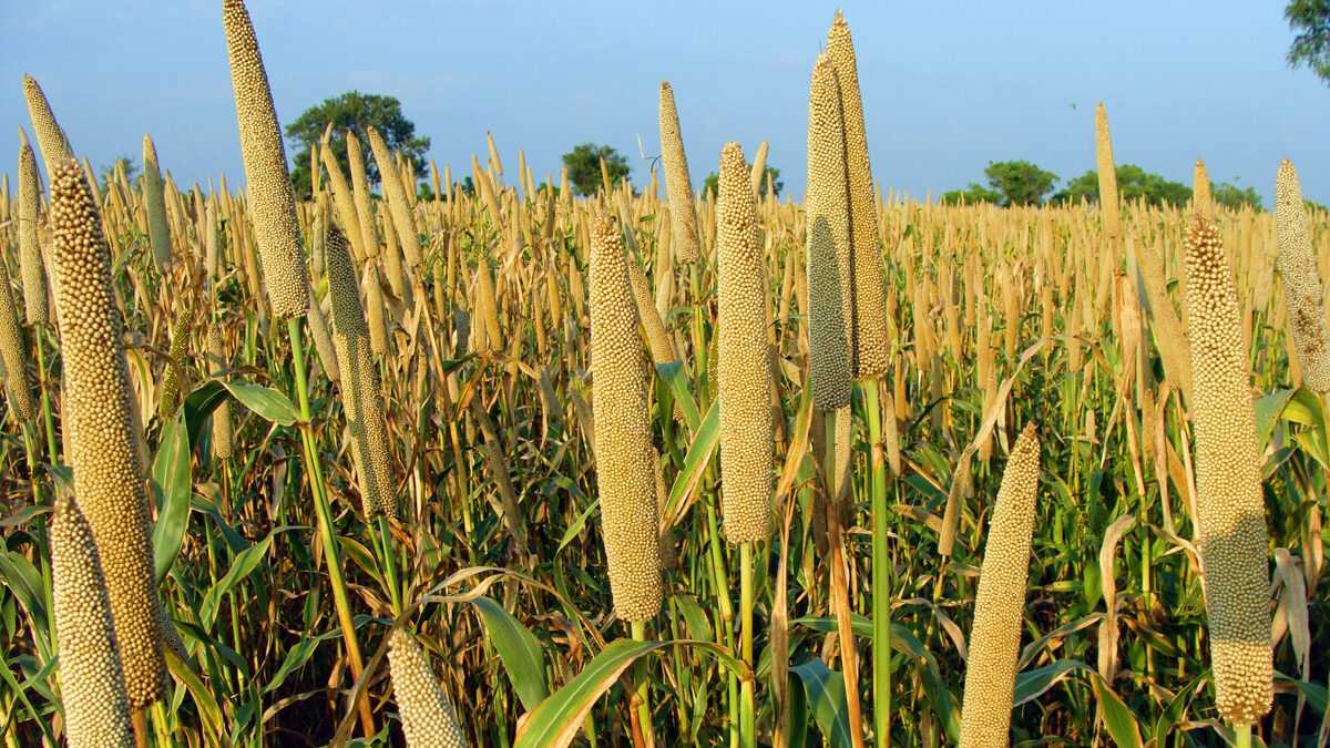 Le mil, perle nutritive de l'Afrique