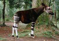 zebre.jpg zebre.jpg