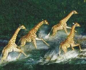 Giraphes.jpg