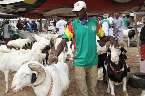 Babacar Babacar