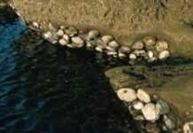 Traqueurs d’abalones, une vie dans la mer